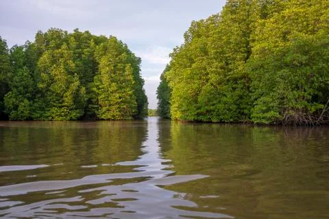 Mangrove forest Stock Photos