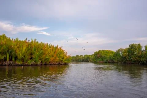 Mangrove forest Stock Photos