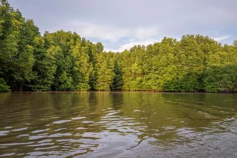 Mangrove forest Stock Photos