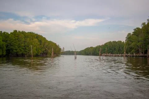 Mangrove forest Stock Photos