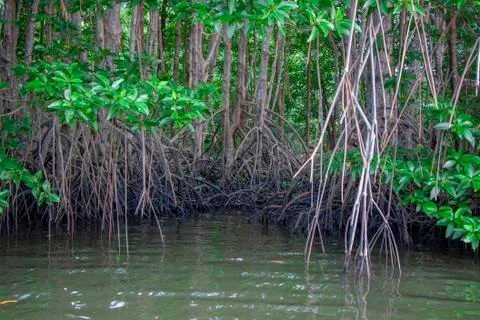 Mangrove forest Stock Photos