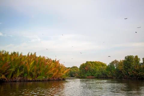 Mangrove forest Stock Photos