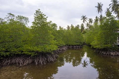Mangrove forest Stock Photos