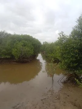 Mangrove forest Stock Photos