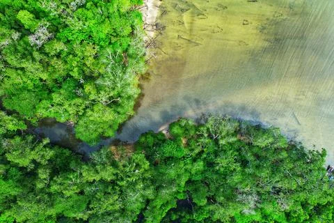 Mangrove forest 写真素材
