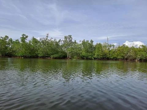 Mangrove forest Foto stock