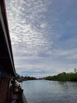 Mangrove forest Stock Photos
