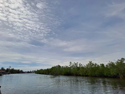 Mangrove forest Stock Photos