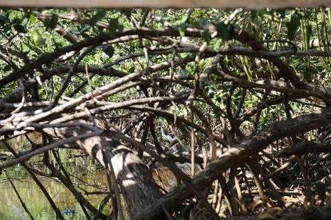 Mangrove forest Stock Photos