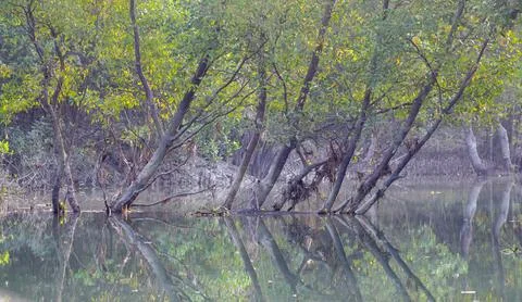 Mangrove forest. Stock Photos