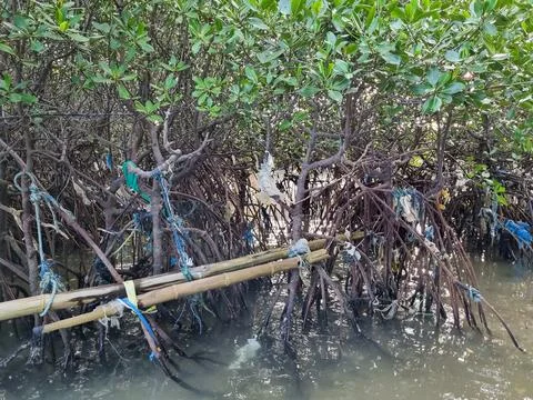 Mangrove forest Stock Photos