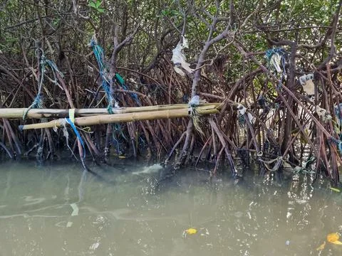 Mangrove forest Stock Photos