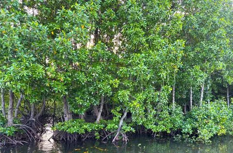 Mangrove forest Stock Photos