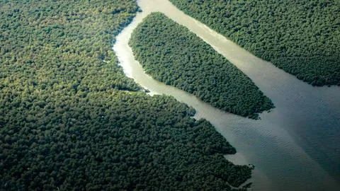 Mangrove forest Stock Photos
