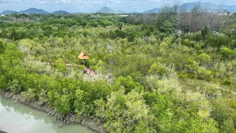 The mangrove forest Stock Photos