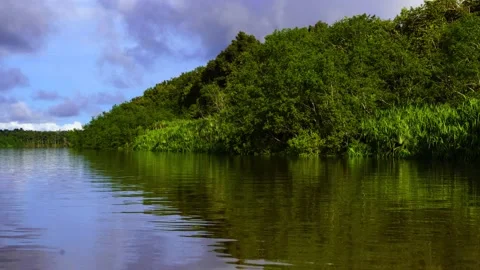The mangrove forest is reflected above the calm flowing river 库存影片 231893370