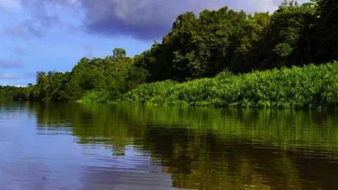The mangrove forest is reflected above the calm flowing river 库存影片 231893437