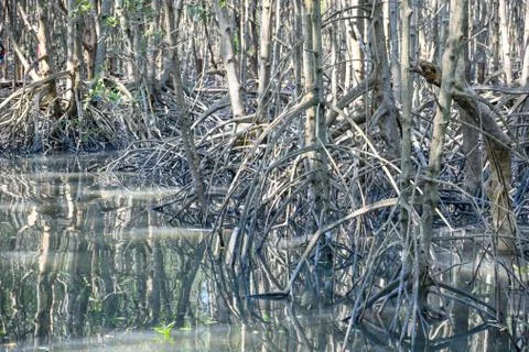 Mangrove forest reflection in lake Stock Photos