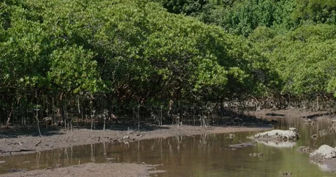Mangrove forest with river and trees Stock Footage 138619660