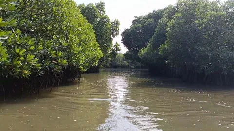 Mangrove Forest River Video stock 238682758