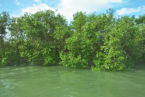 Mangrove Forest River Reflection in Bakkhali River Bangladesh Stock Photos