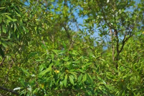 Mangrove Forest River Reflection in Bakkhali River Bangladesh Stock Photos