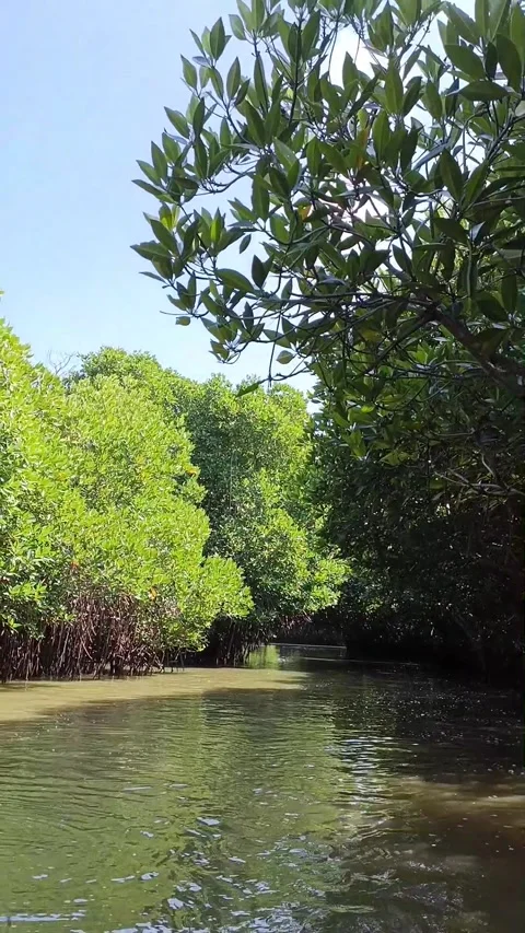 Mangrove Forest River Vertical View Video stock 238682766
