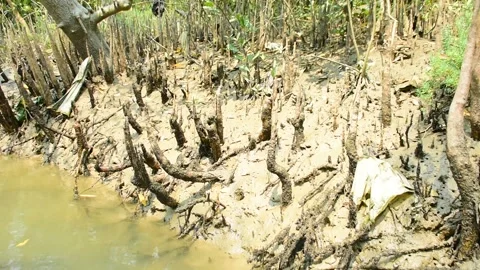 Mangrove Forest Roots Along Tidal Water Channel Stock Footage 331702425