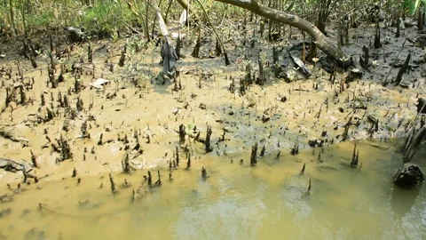 Mangrove Forest Roots Along Tidal Water Channel Stock Footage 331703751