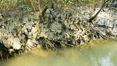 Mangrove Forest Roots Along Tidal Water Channel 스톡 동영상 331703760