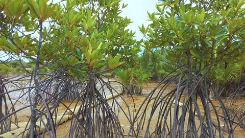Mangrove forest roots and stems Stock Footage 105916191
