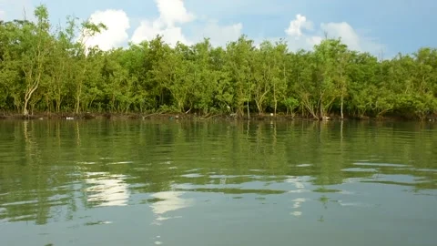Mangrove Forest Roots Exposed Mid Tide Water Level Stock Footage 319376635