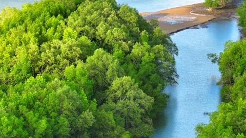 Mangrove forest seen from above, a web of intertwined trees and glistening water Video stock 249177119