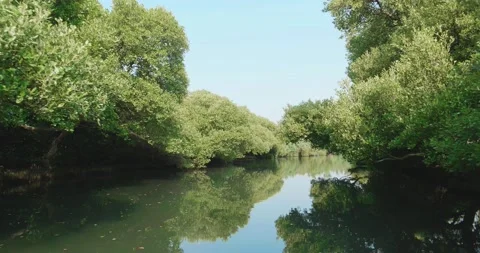 Mangrove forest in stream Stock Footage 134287275