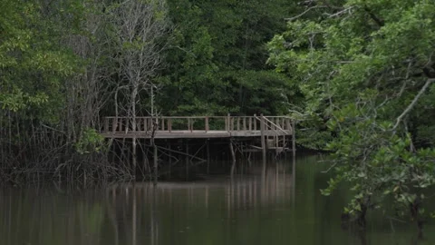 Mangrove forest stream Stock Footage 265774410