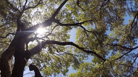 The mangrove forest with sun light Stockbeeldmateriaal 40930124
