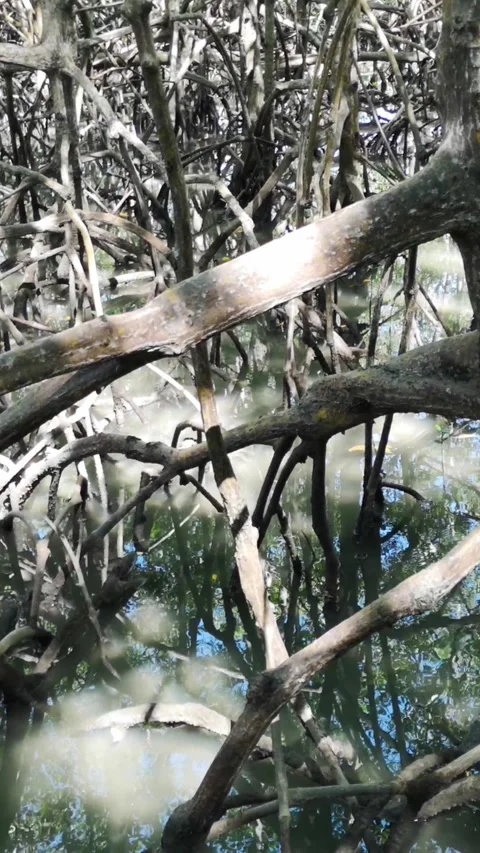 Mangrove forest. Sunlight comes through the roots of the mangrove forest. Stock Footage 281661453