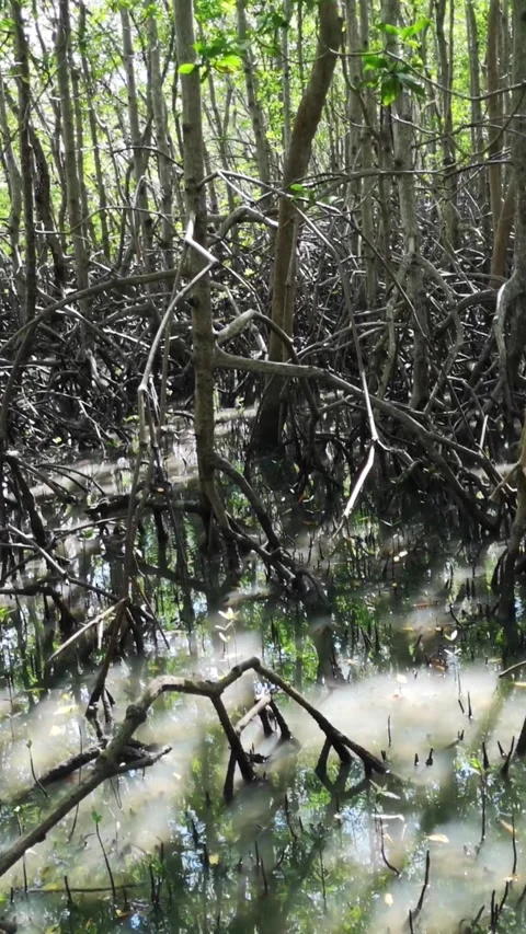 Mangrove forest. Sunlight comes through the roots of the mangrove forest. Stock Footage 281661547