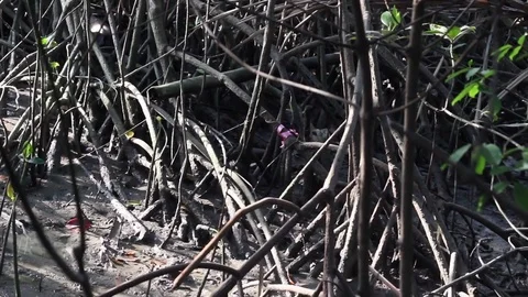Mangrove forest in Thailand. Stock Footage 83768528