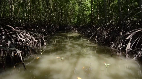 Mangrove forest timelapse Stock Footage 131376731