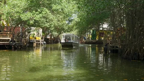Mangrove Forest Tourism Stock Footage 262259299