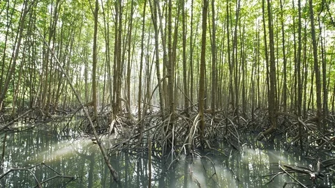 Mangrove forest tree and root at Tung Prong Thong, Rayong province, Thailand Stock Footage 114533263