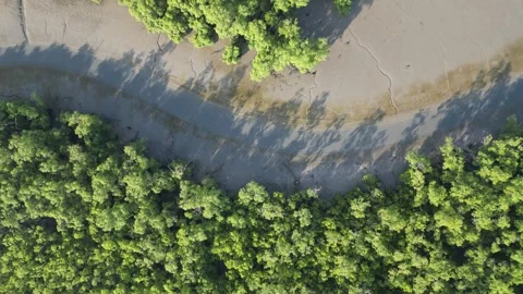 A mangrove forest with trees and a river Stock-Footage 317258315