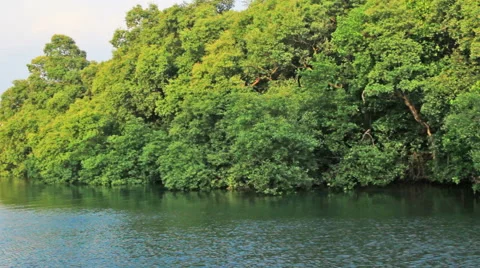 Mangrove Forest Trees Stockbeeldmateriaal 52561616