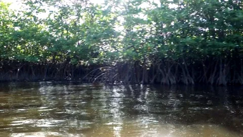 Mangrove forest trees in thailand Video stock 113555505