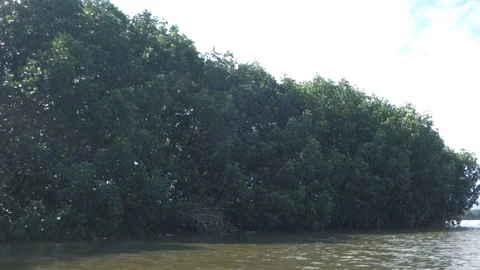 Mangrove forest trees in thailand Stock-Footage 113555628