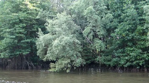 Mangrove forest trees in thailand Video stock 113555958