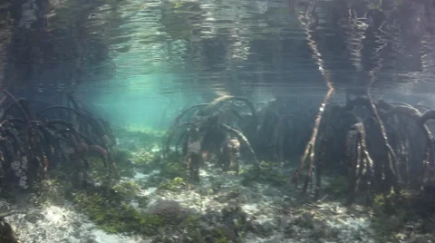 Mangrove Forest Underwater Stock Footage 55910187