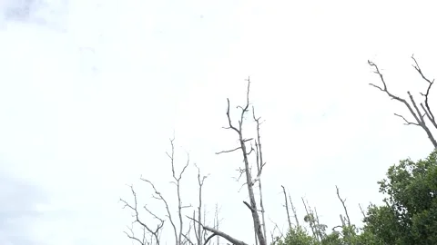 Mangrove forest view from outside Stock Footage 255869259