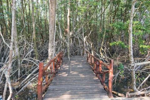 Mangrove forest view. Stock Photos